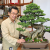 Thomas Shoji