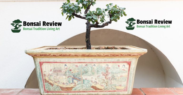 Discover Bonsai Pots collection nearby with bonsai review
