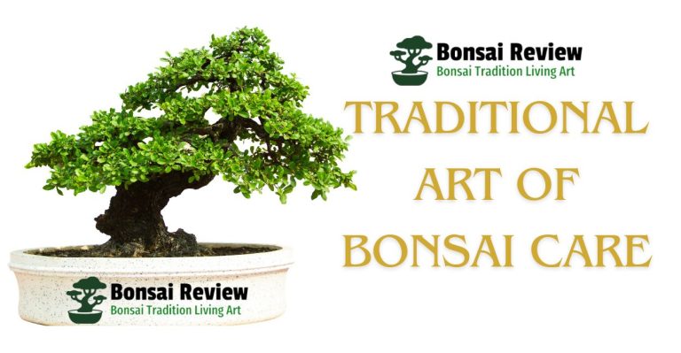 Traditional Art of Bonsai Care with Bonsai Review and UK Deb