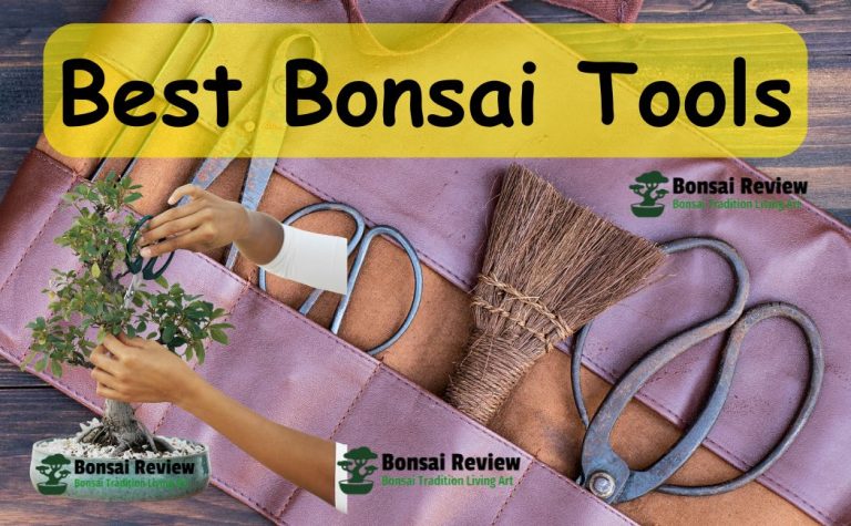 Best Bonsai Tools with Bonsai Review