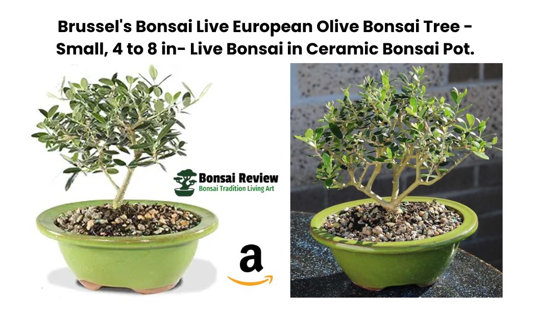 Brussel's Bonsai Live European Olive Bonsai Tree - Small, 4 to 8 in- Live Bonsai in Ceramic Bonsai Pot