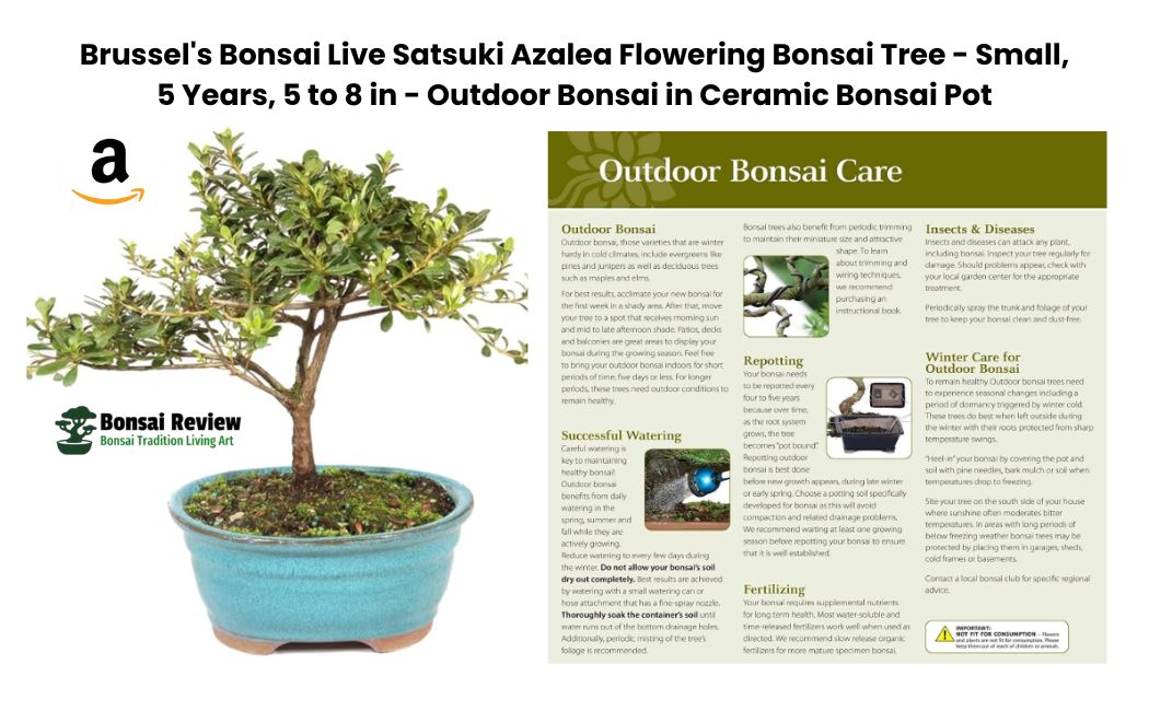 Brussel's Bonsai Live Satsuki Azalea Flowering Bonsai Tree - Small, 5 Years, 5 to 8 in - Outdoor Bonsai in Ceramic Bonsai Pot with bonsai review