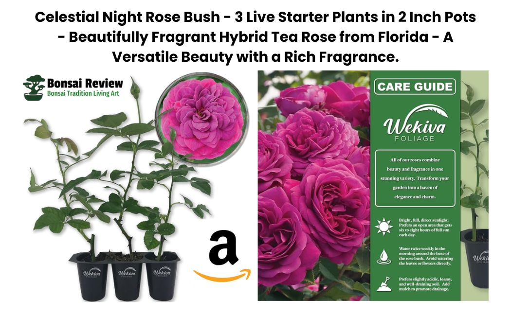 Celestial Night Rose Bush - 3 Live Starter Plants in 2 Inch Pots - Beautifully Fragrant Hybrid Tea Rose from Florida - A Versatile Beauty with a Rich Fragrance.