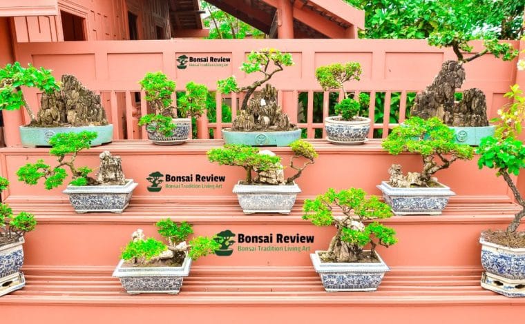 Best Bonsai Style support environment & personal taste home