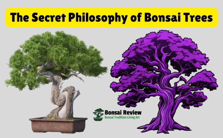 Bonsai Tree Zen Garden with bonsai review focus on Dwarf plants