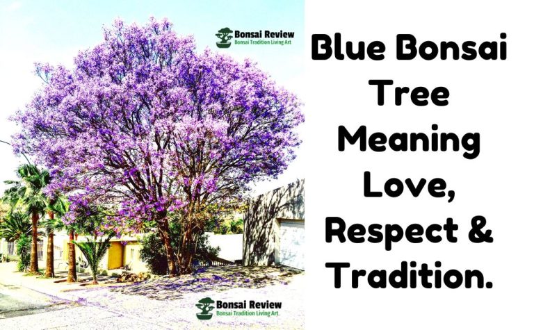 Blue Bonsai Tree Meaning Love, Peace, and Loyalty. with bonsai review