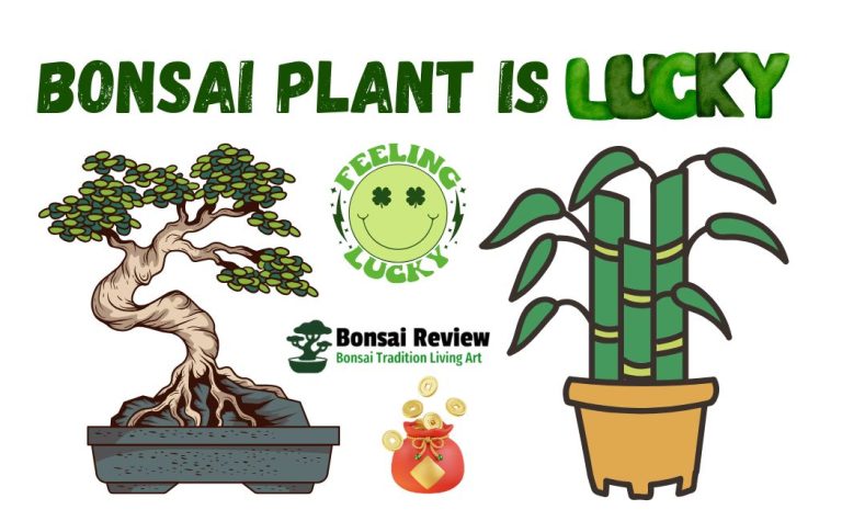 Bonsai Plant Is Lucky and money plant with bonsai review