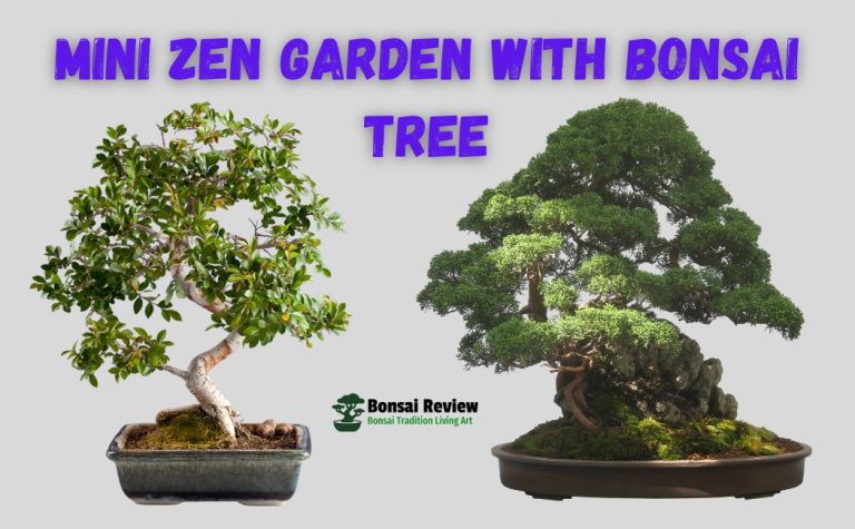 Mini Zen Garden with Bonsai Tree with Bonsai Review