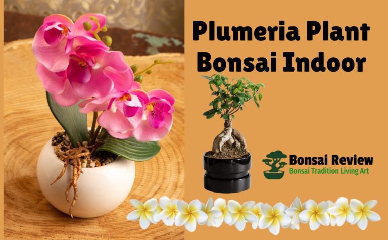 Plumeria Plant Bonsai with Bonsai Review