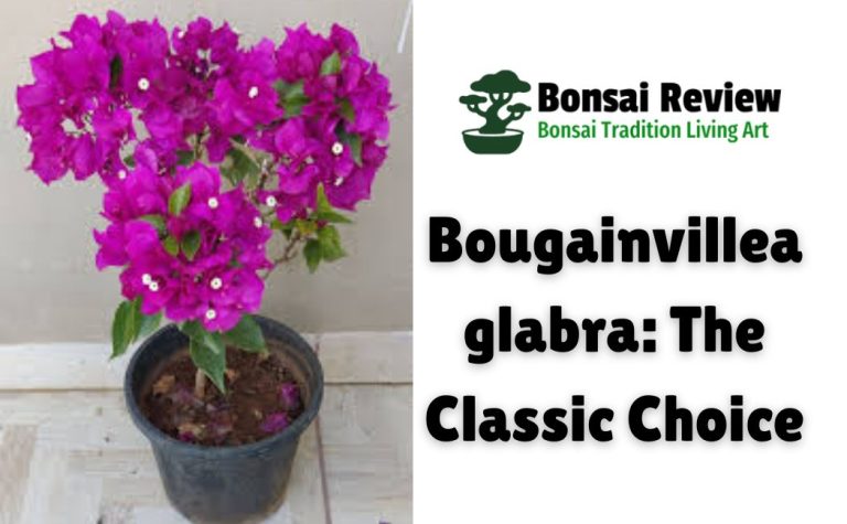 The best bougainvillea for bonsai review