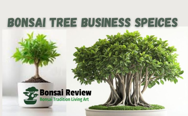 Bonsai-Tree-Business-with-bonsai-review