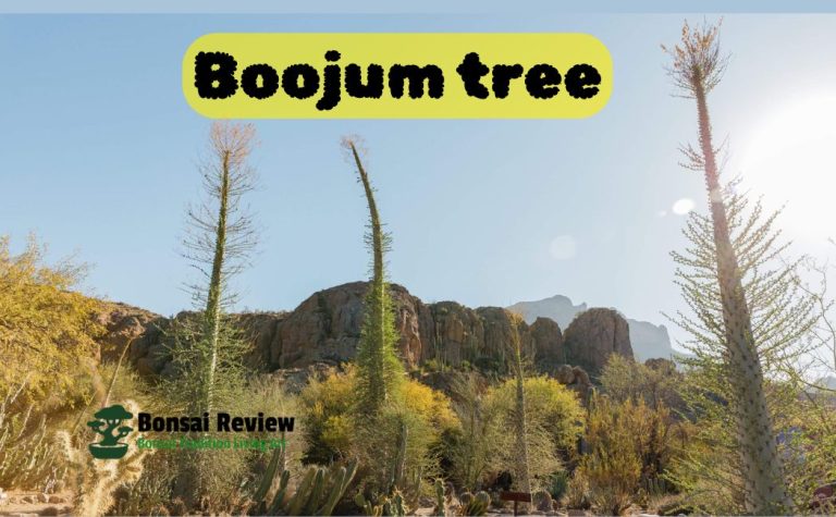 Boojum tree care with Bonsai Review