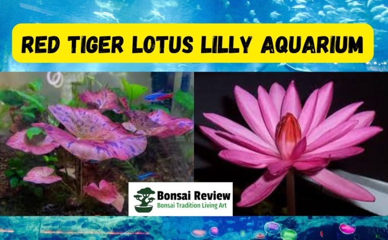 Red Tiger Lotus Plant Aquarium, Red Tiger Lotus bulb How to plant a Red Tiger Lotus bulb in an aquarium, aquatic plant care with Bonsai Review