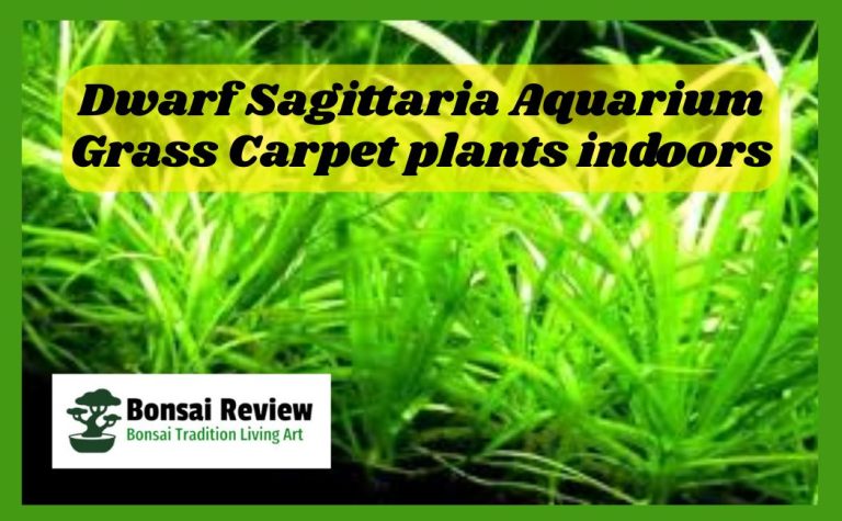 The Dwarf Sagittaria plant is the perfect, easy-to-grow green carpet plant for your aquarium