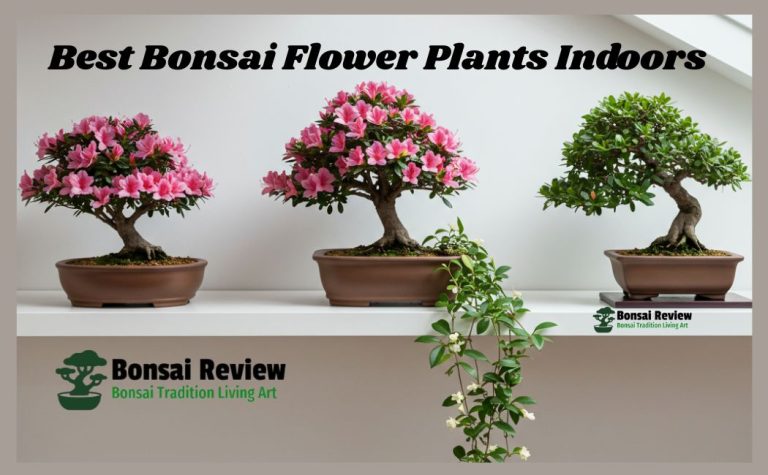 best bonsai flower plants indoors with bonsai review