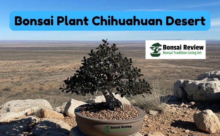 Bonsai Plant Chihuahuan Desert in the United States, with bonsai review