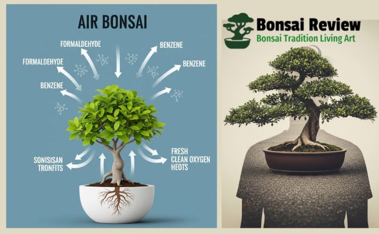Bonsai plants for indoor air purification with bonsai review