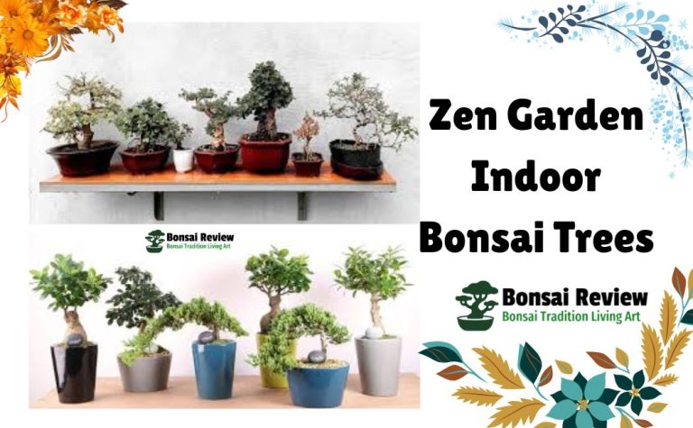 Which is Best Indoor Bonsai Trees? with bonsai review