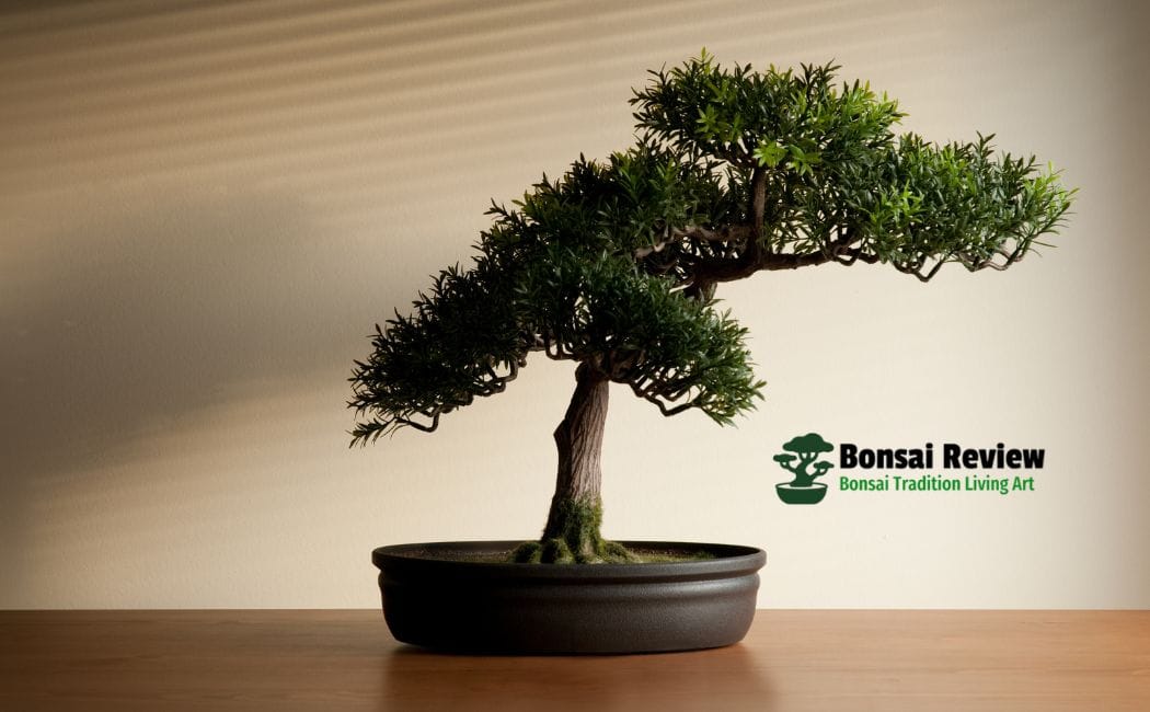 Is a Bonsai Tree Lucky? Place a Bonsai Tree for Good Energy.