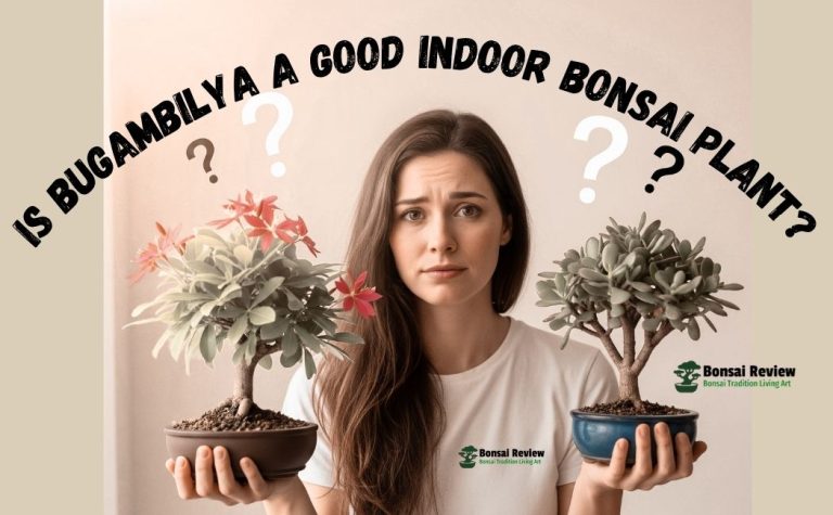 Bugambilya bonsai indoors Plant Not really, it is outdoor plant, bonsai review also details