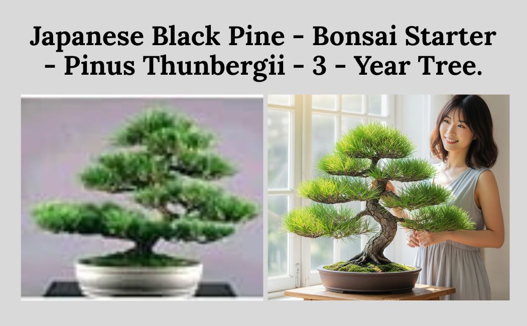 Japanese Black Pine - Bonsai Starter - Pinus thunbergii - 3 - Year Tree. most realistic artificial bonsai tree with bonsai reivew