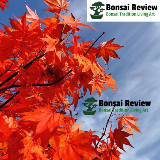 Japanese Maple Bonsai plant with bonsai review