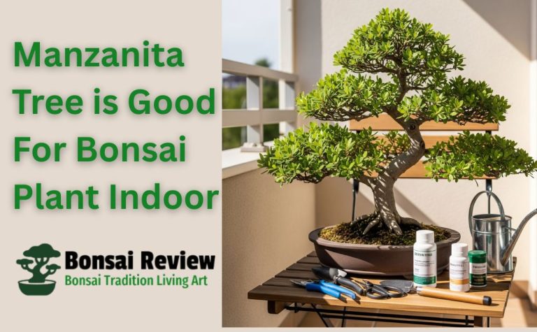 Manzanita Good Tree for Bonsai plant with bonsai review