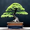 30 Japanese Larch Bonsai Tree Seeds for Planting with bonsai review