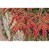 30 Wall Cotoneaster Seeds for Planting - Fruit-Bearing Ornamental Vine - Cotoneaster horizontalis. with bonsai review