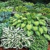 6 Pack of Mixed Heart-Shaped Hosta Bare Roots Plants - Rich Green Foliage, Low Maintenance for Your Home and Garden, Shipped Fresh & Daily from Our Coolers. with bonsai review