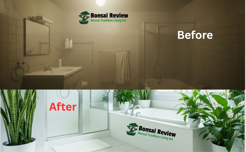 Air Purifying Plants for Bathroom or Toilet before and after change with bonsai review 