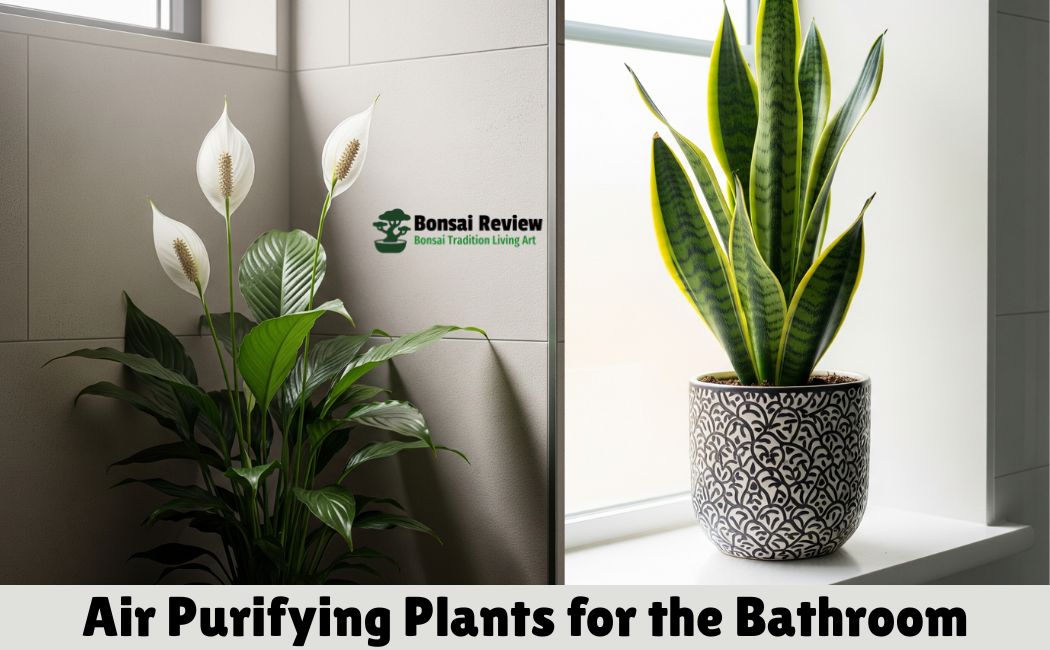 Air Purifying Plants for Bathroom or toilet corner decor with bonsai review