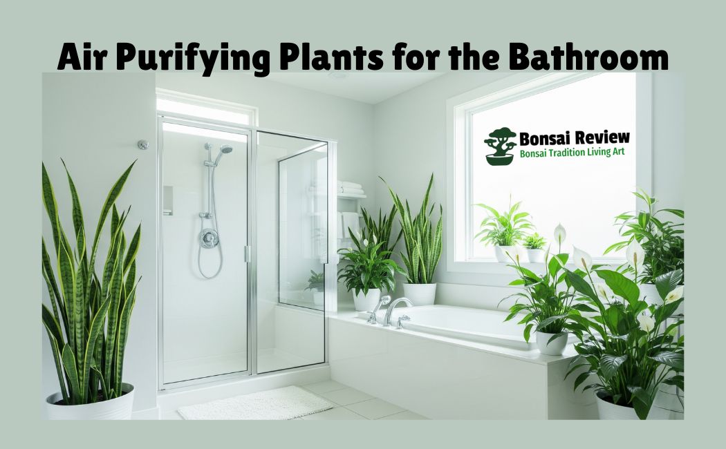 Air Purifying Plants for Bathroom or Toilet decor with bonsai review
