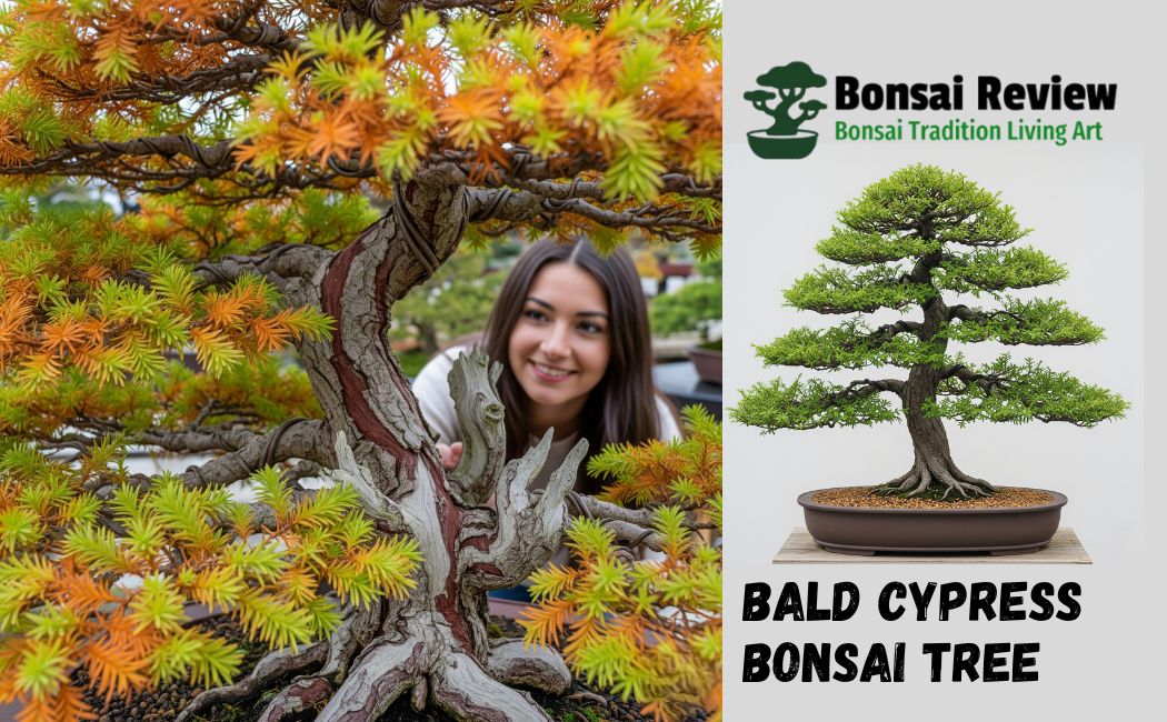 Bald Cypress Bonsai Tree with bonsai review