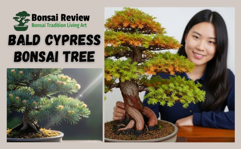 Bald Cypress Bonsai Tree care with bonsai review.