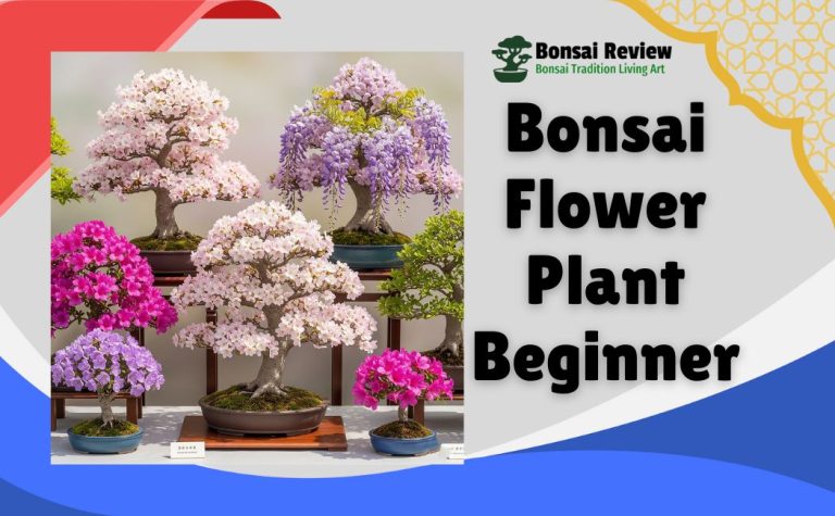 Best Bonsai Flower Plant Beginners with Bonsai Review