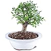 Brussel's Bonsai Live Chinese Elm Bonsai Tree, Outdoor - Small, 5 Years Old, 6 to 8 inches Tall - Includes Decorative Ceramic Bonsai Pot with bonsai review