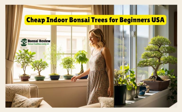 cheap indoor bonsai trees for beginners in the USA