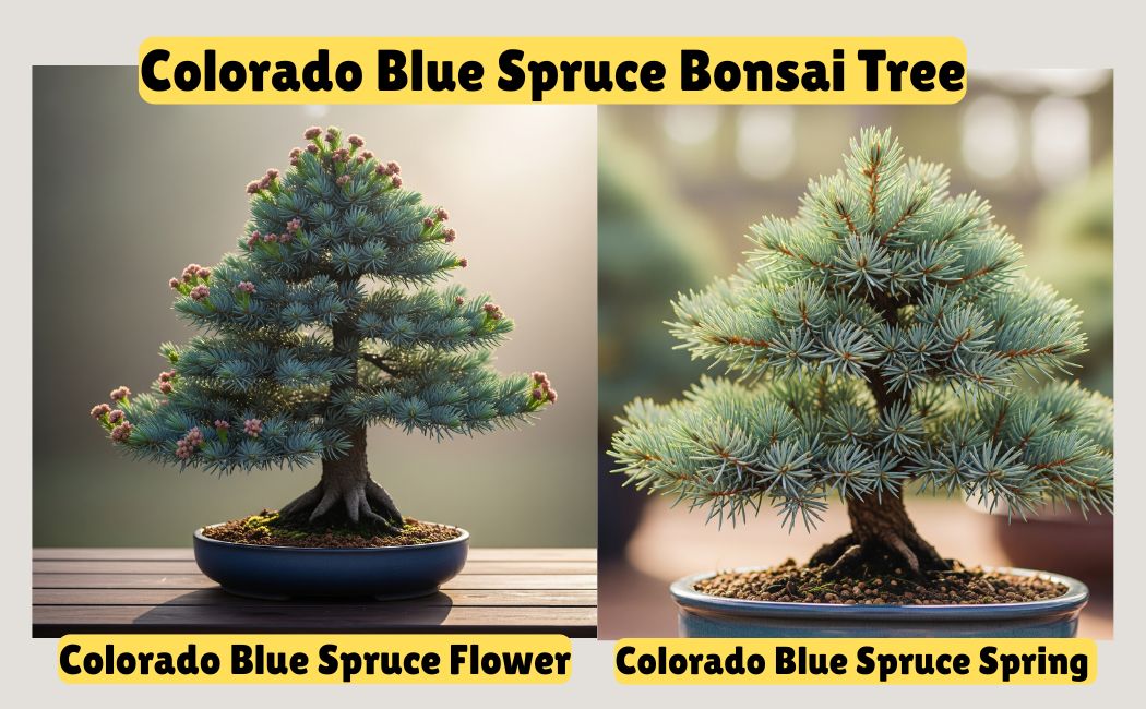 Colorado Blue Spruce bonsai tree and Bonsai Review