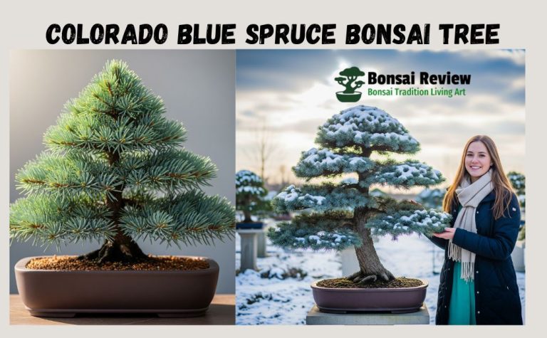 Colorado Blue Spruce Bonsai Tree with Bonsai Review