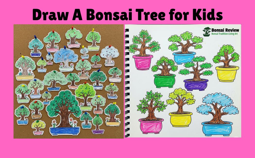 Draw A Bonsai Tree for Kids get more details with Bonsai Review