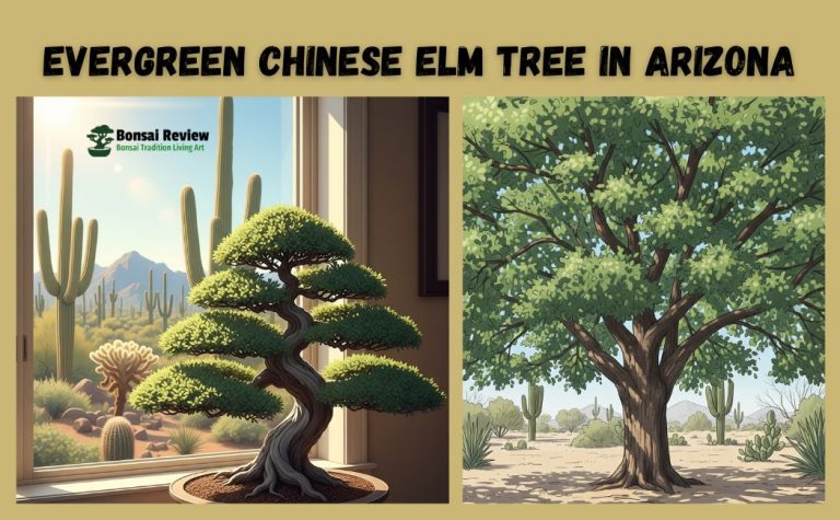 Evergreen Chinese Elm Tree in Arizona, United states with Bonsai Review
