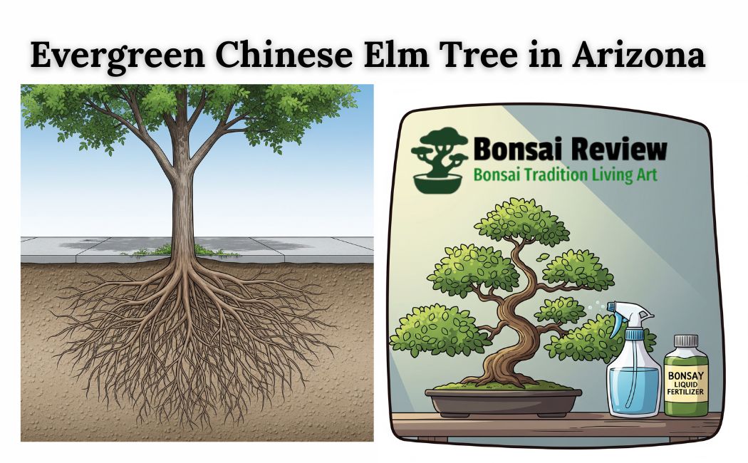 Evergreen Chinese Elm Tree in Arizona, United States with Bonsai Review