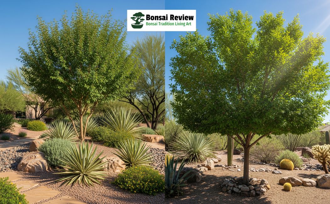 Evergreen Chinese Elm Tree in Arizona, United States with bonsai