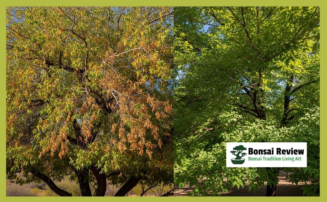 Evergreen Chinese Elm Tree in Arizona with bonsai review
