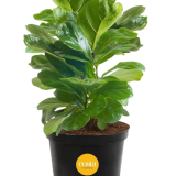 Costa Farms Little Fiddle Leaf Fig, Live Indoor Ficus Lyrata Plant in Nursery Plant Pot, Houseplant in Potting Soil, Housewarming, Birthday Gift, Office, Home, and Room Decor, 1 Foot Tall.