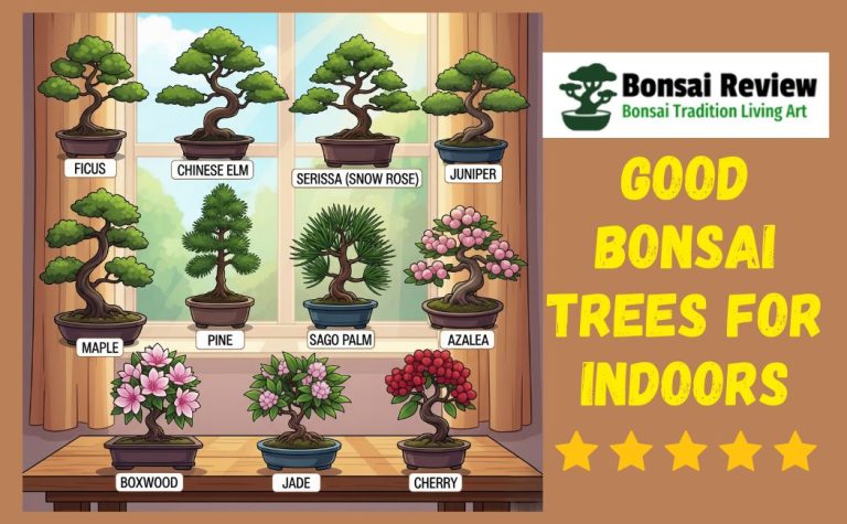 Good Bonsai Trees for Indoors with Bonsai review