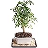 Brussel's Bonsai Live Hawaiian Umbrella Bonsai Tree - Small, 3 Year, 4 to 7 Inches Tall - Indoor Bonsai Tree with Bonsai Pot and Bonsai Tray.