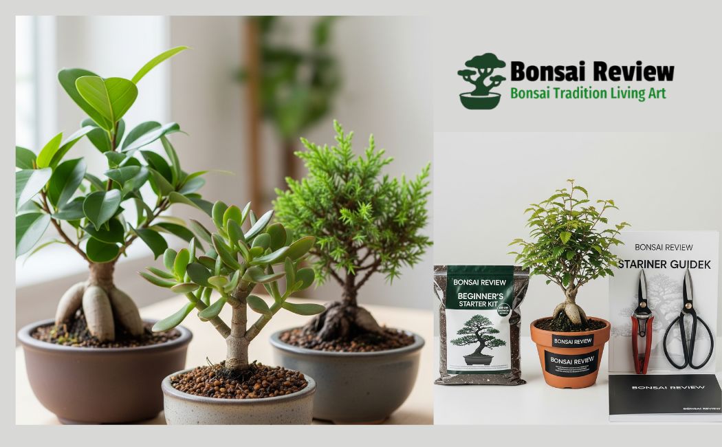 Is a Bonsai Tree Kit Good for Beginners and Kids and bonsai review