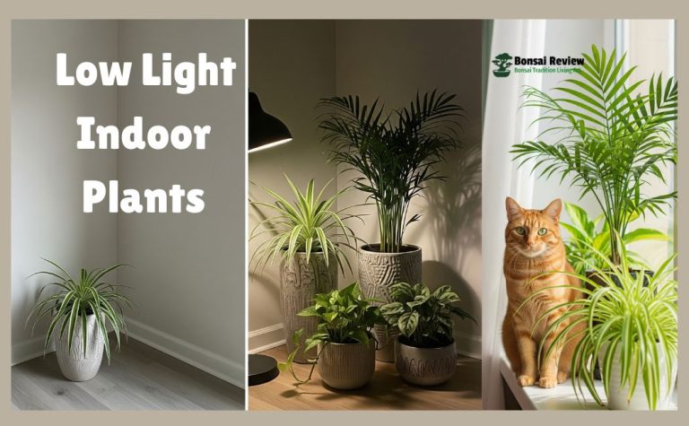 Low-Light Indoor Bonsai Plants with bonsai review